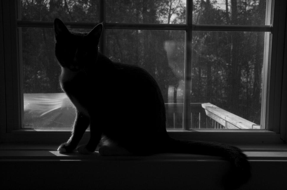 Free Image of Silhouette of Cat 