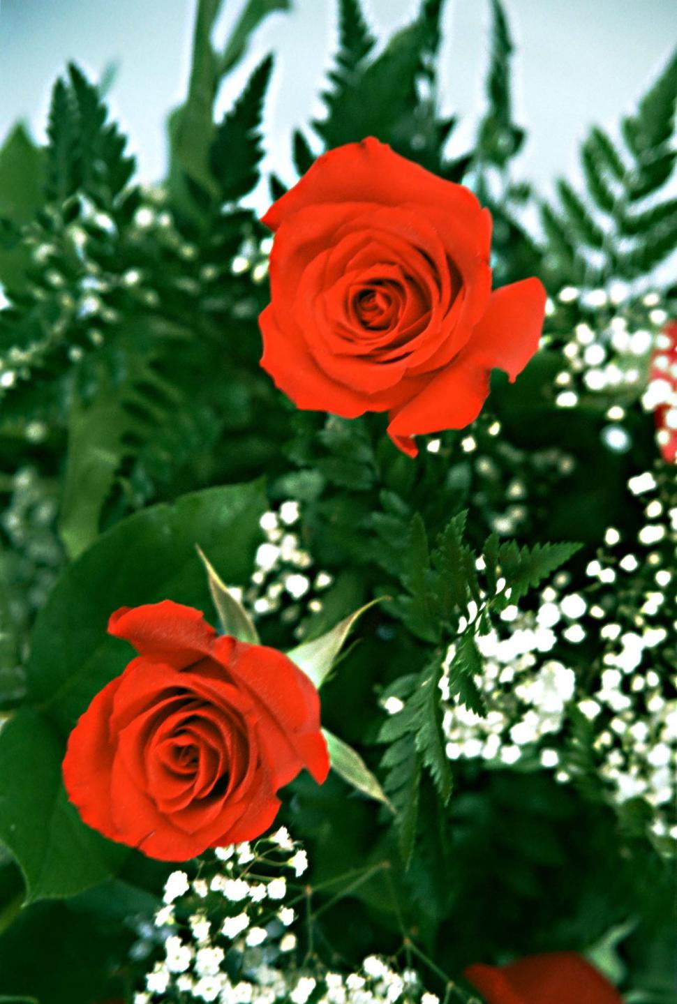 Free Image of flowers roses bouquet valentines date floral florist vase love romantic romance blooms petals arrangement leaves babys breath 