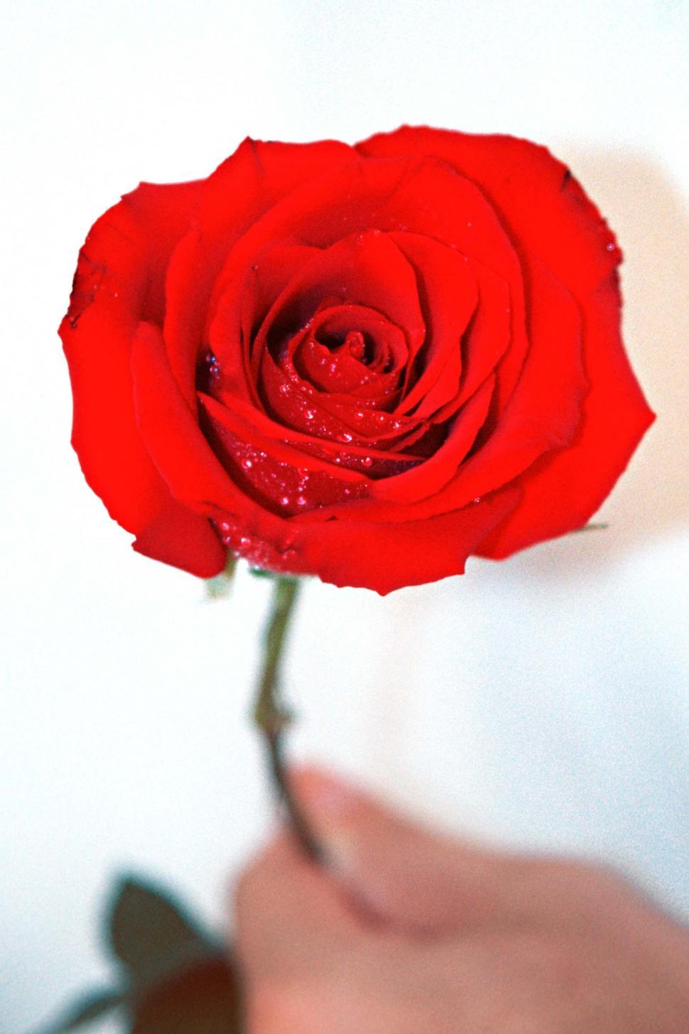 Free Image of Close Up of a Red Rose in a Vase 
