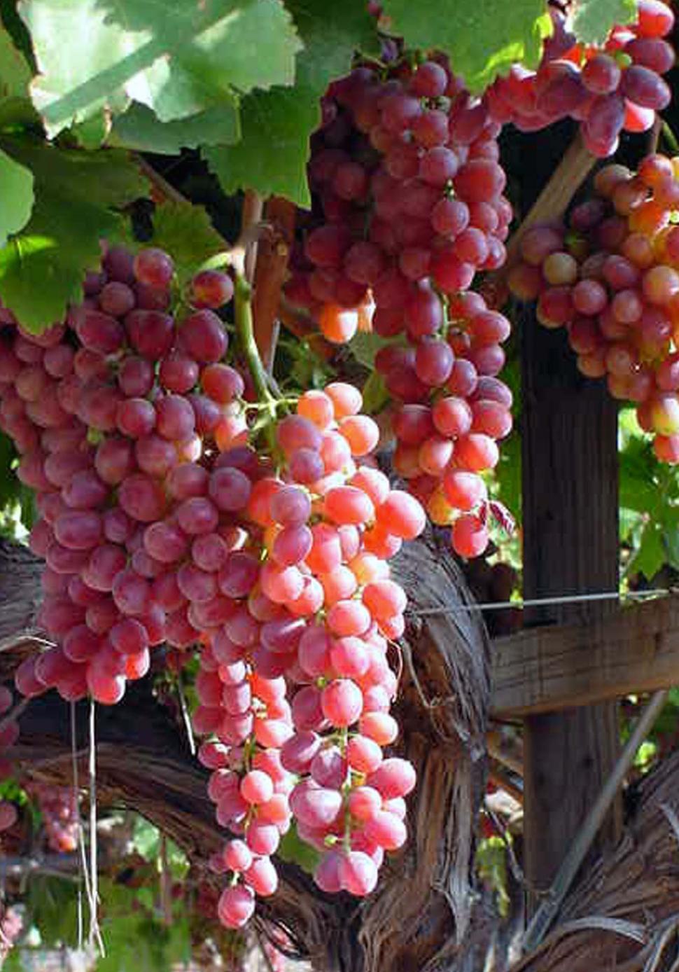 Free Image of Bunch of Grapes Hanging From Vine 