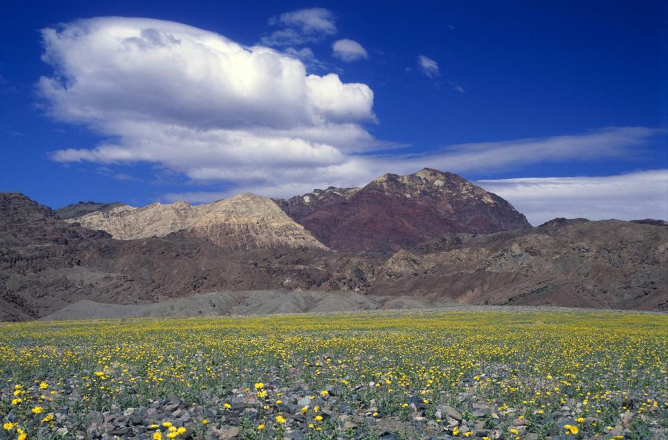 Free Image of Field of Yellow Flowers With Mountains in the Background 