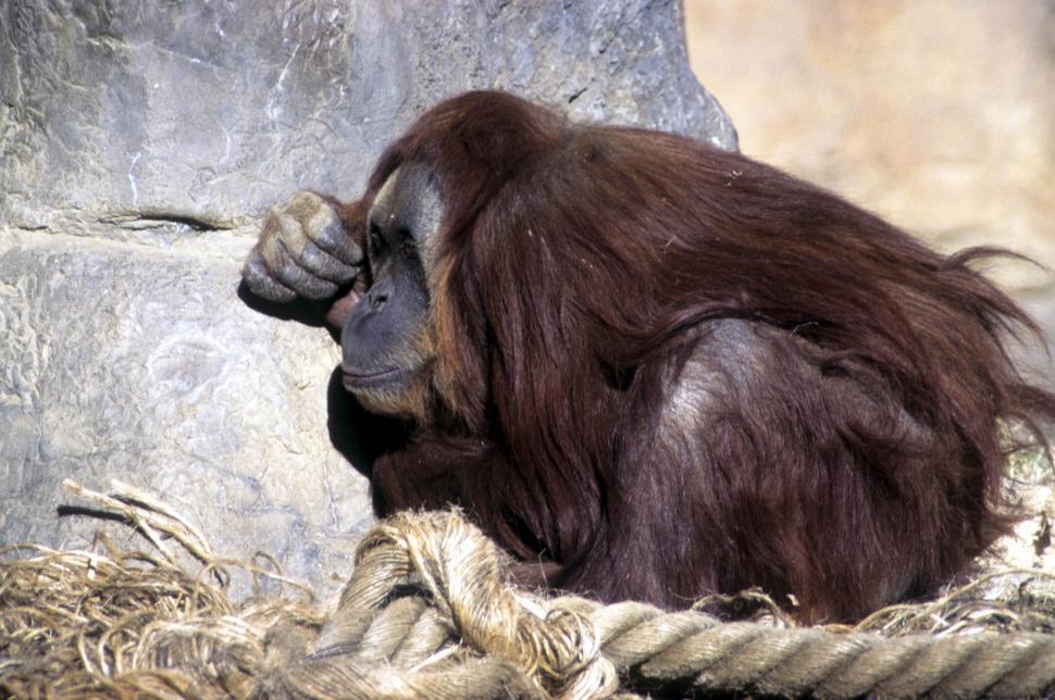 Free Image of Orangutan 