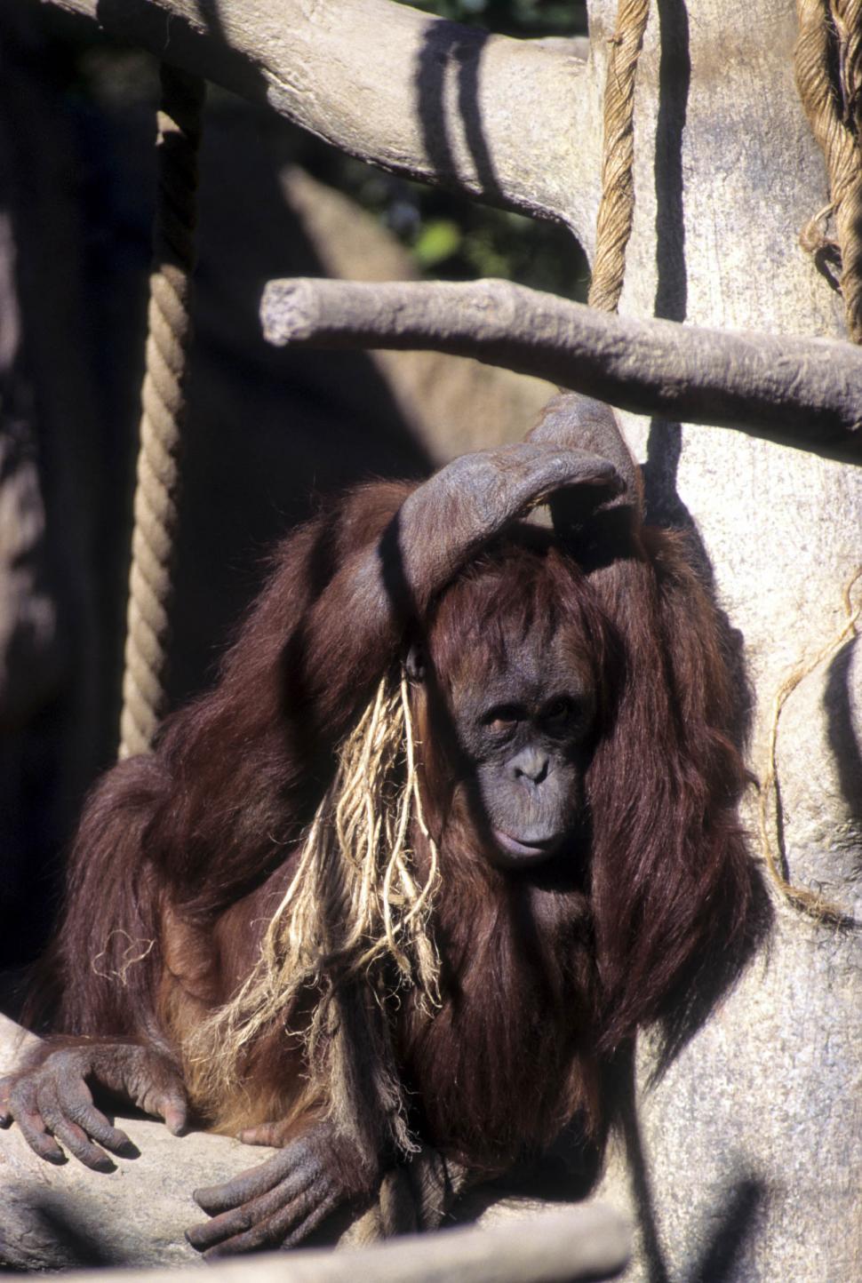 Free Image of Orangutan in Zoo 