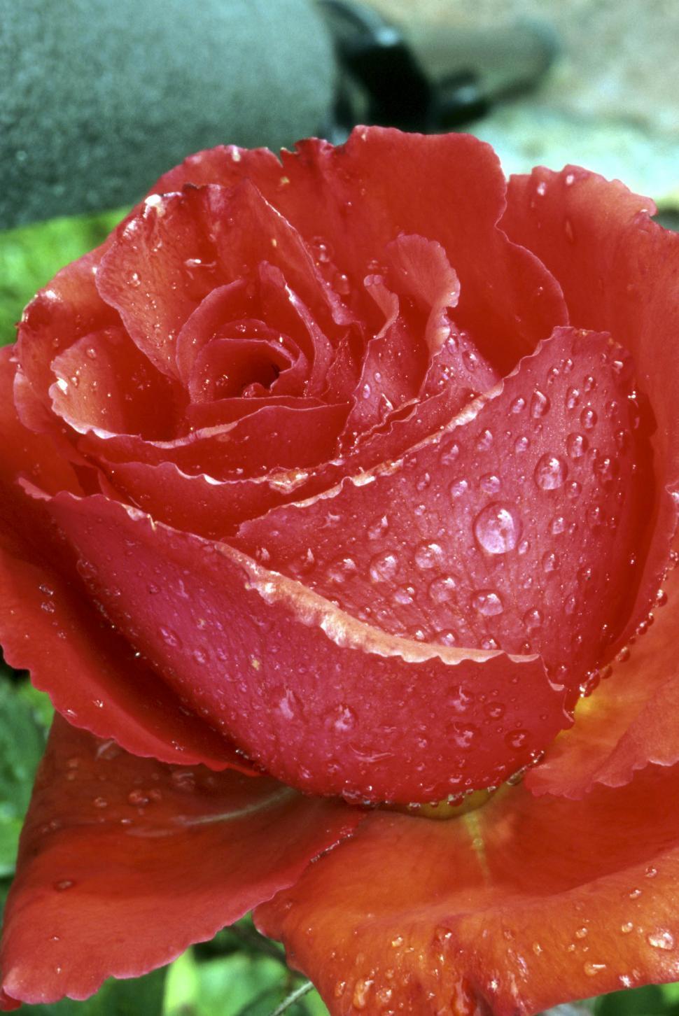 Free Image of Rose and droplets - Macro 