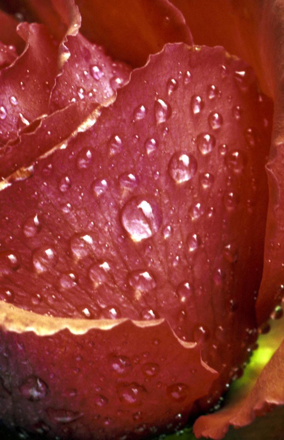 Free Image of Rose and droplets 
