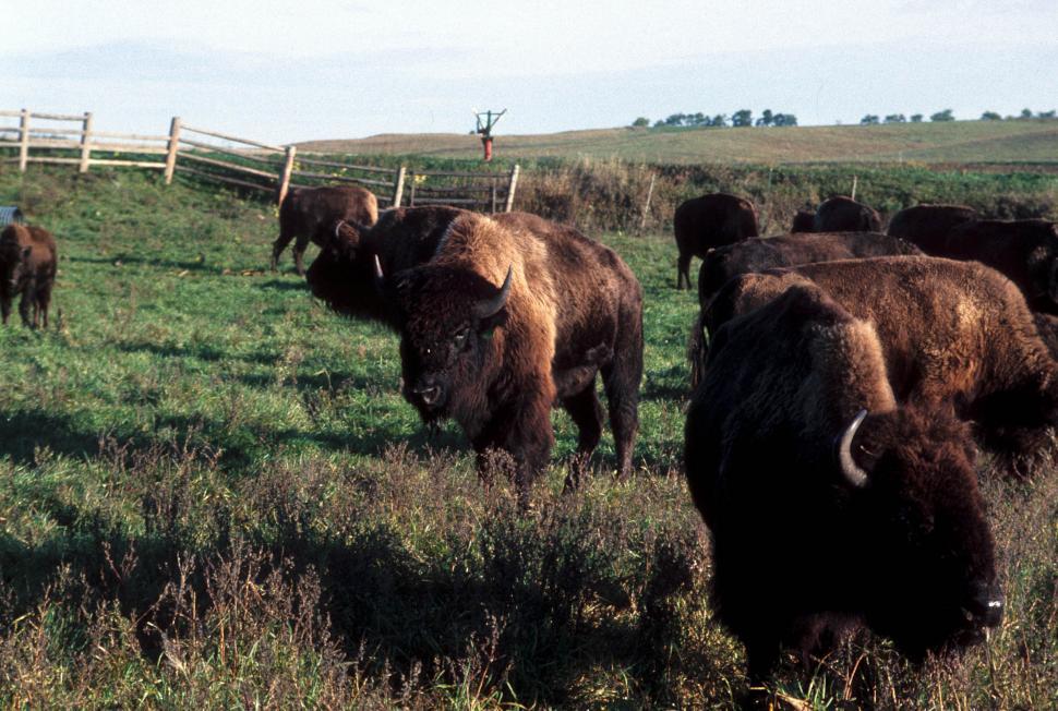 Free Image of Group of Bison 