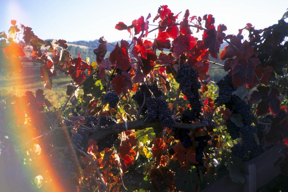 Free Image of Ripe Grapes and Lens Flare 