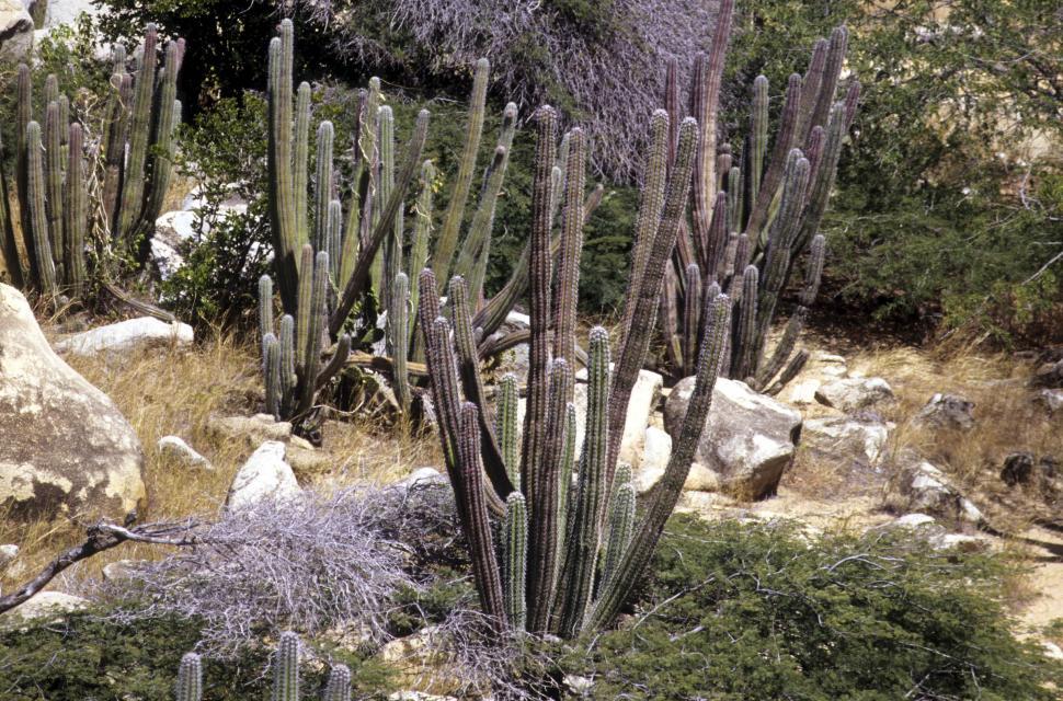 Free Image of cactus in the rocks 