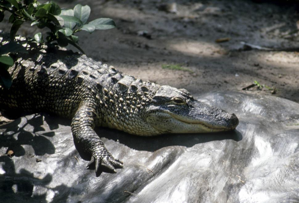 Free Image of Alligator 