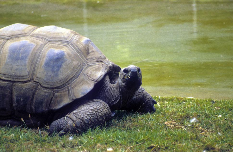 Free Image of Galápagos tortoise 