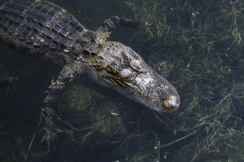 Free Image of Alligator in lake 