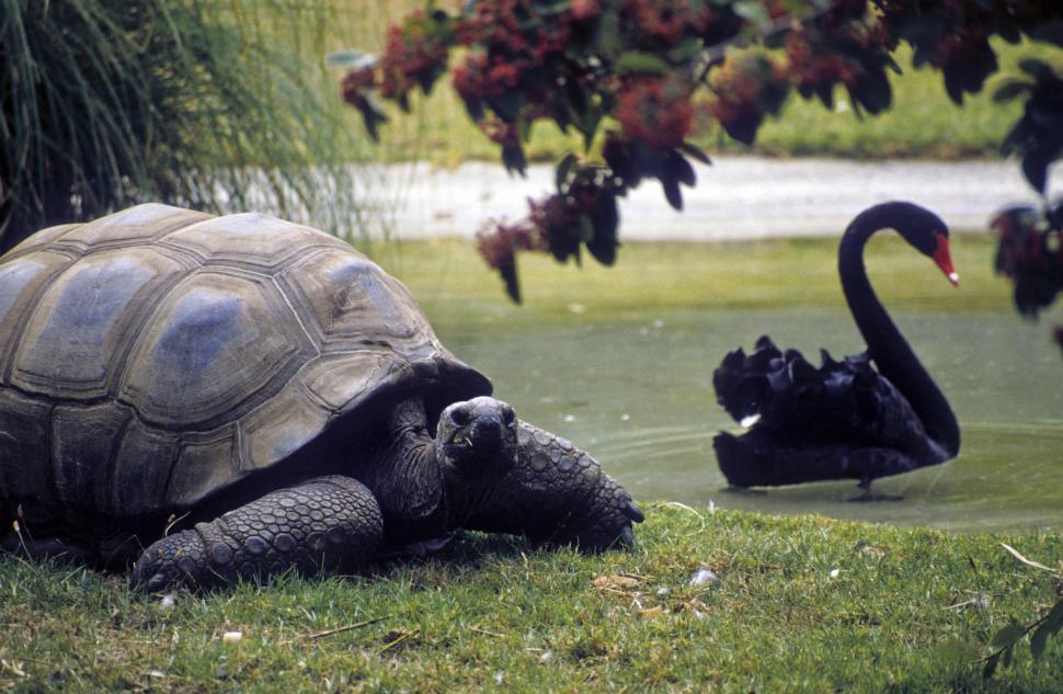 Free Image of Tortoise and Swan 