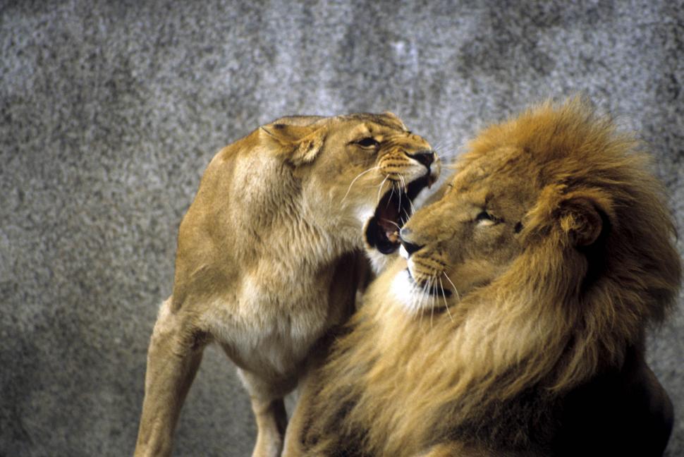 Free Image of Aggressive lioness with male lion 