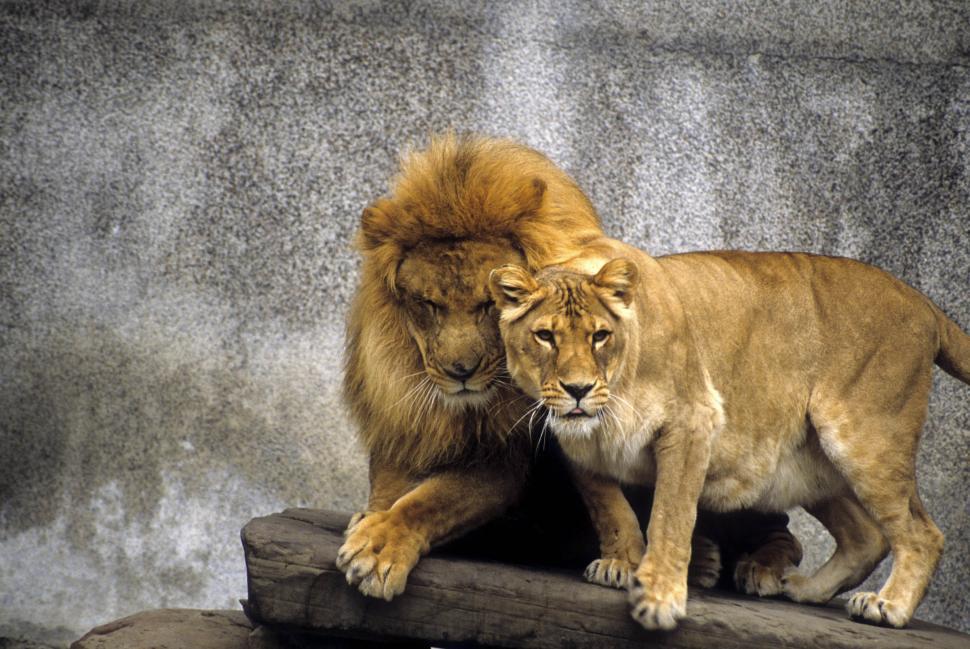 Free Image of African Lion and Lioness 