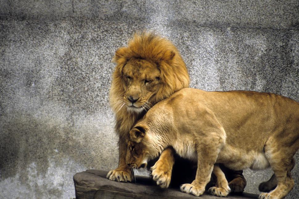 Free Image of Lion and Lioness  