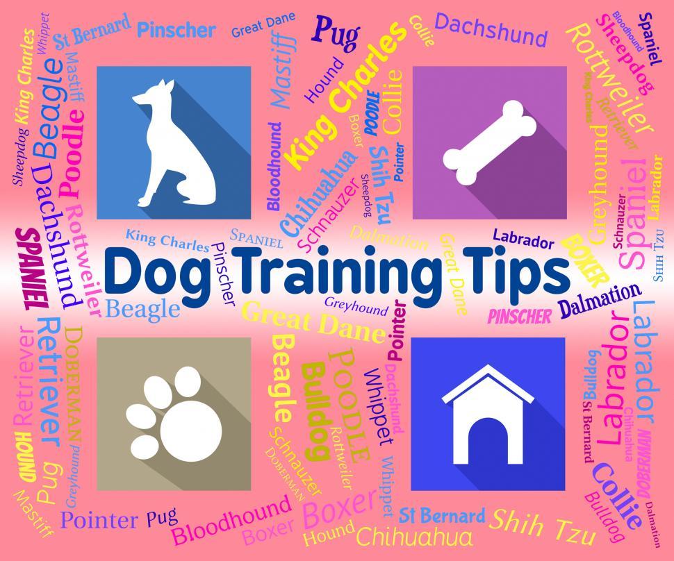Free Image of Dog Training Tips Means Coaching Instruction And Pets 
