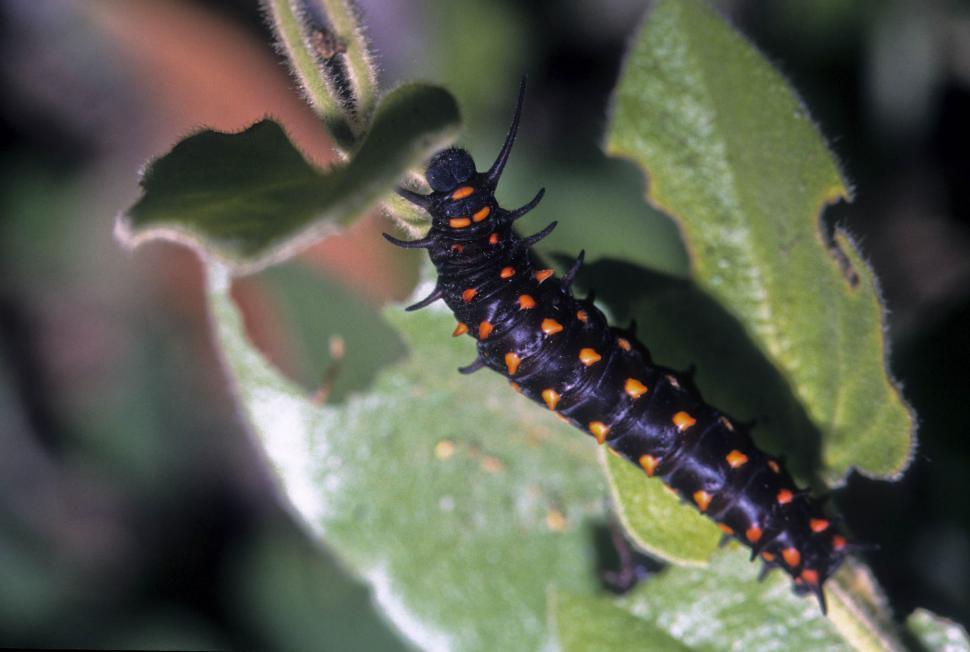 Download Free Stock Photo of Black caterpillar with orange spots 