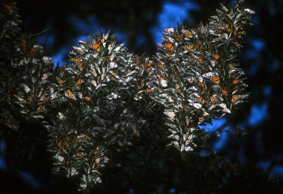 Free Image of Group of Monarch Butterflies 