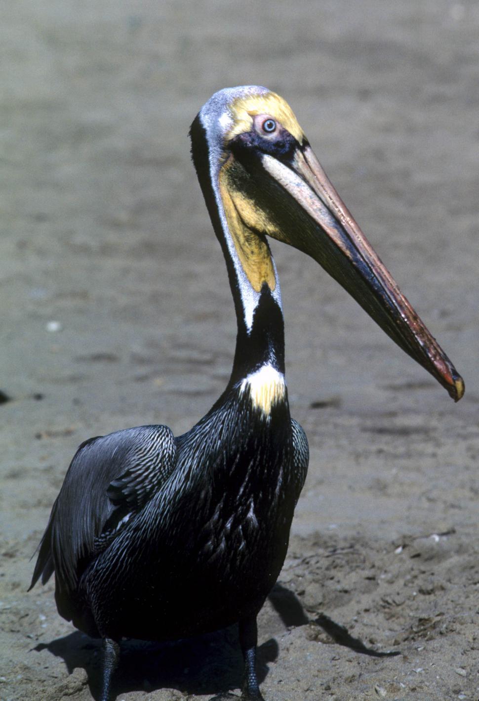 Free Image of Black Pelican 