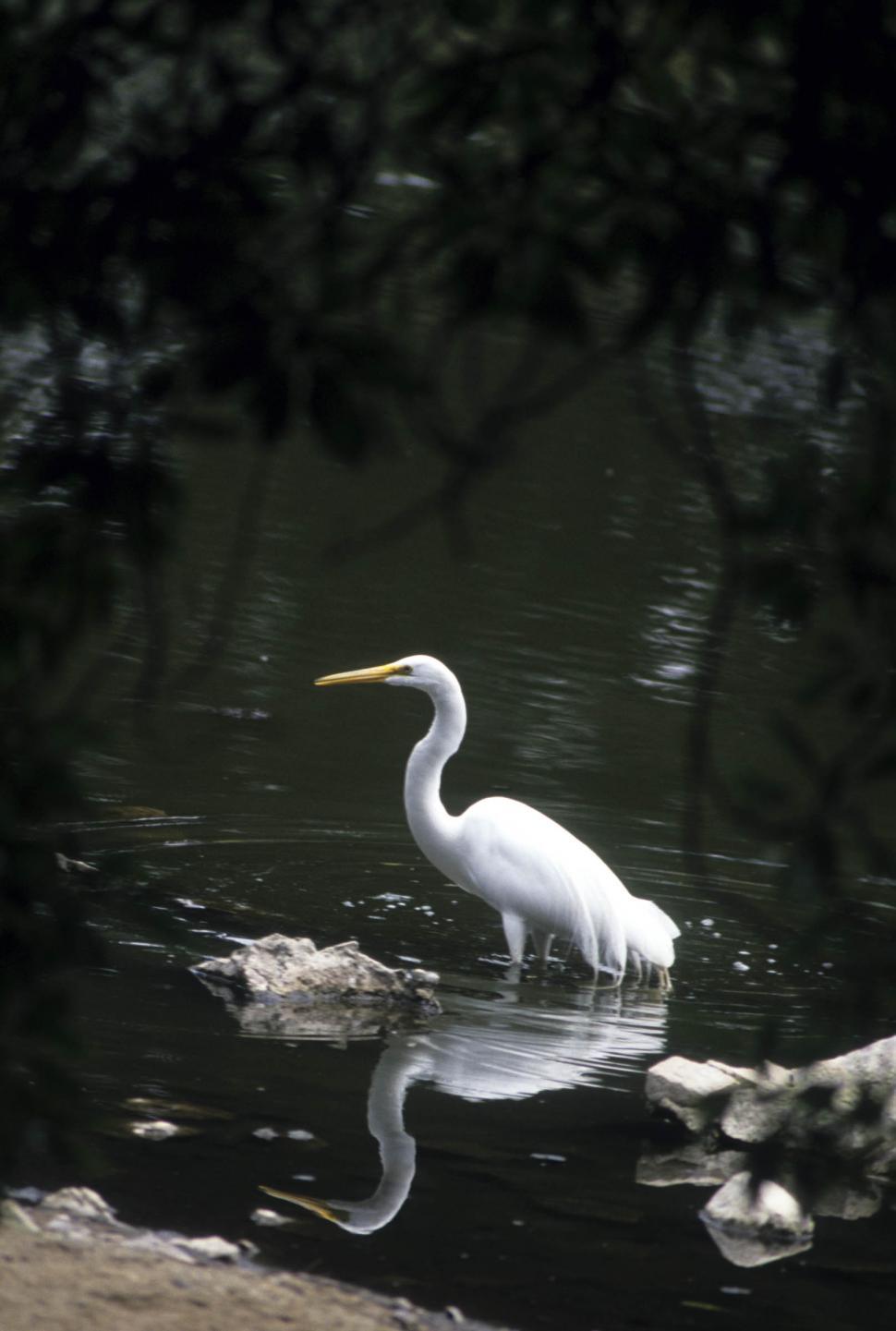 Free Image of Great egret 