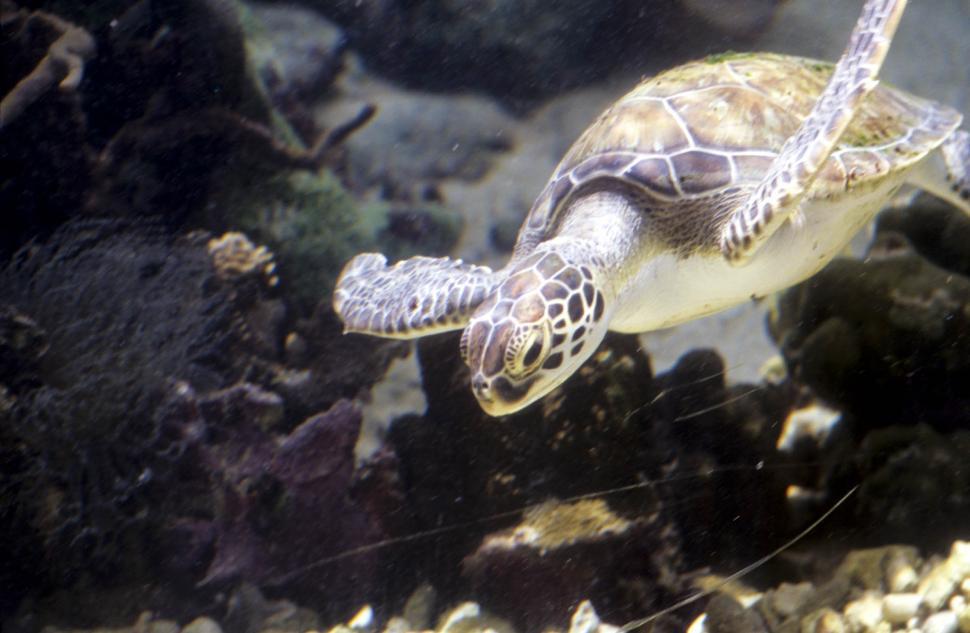 Free Image of Sea turtle - Underwater 