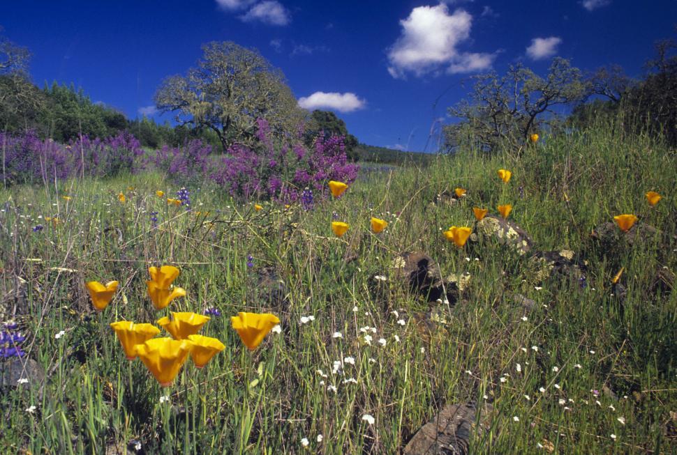 Free Image of Multi Colored Wildflowers 