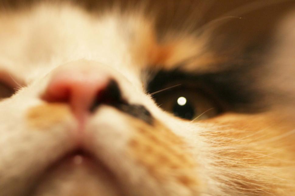 Free Image of Close up face of a calico cat 
