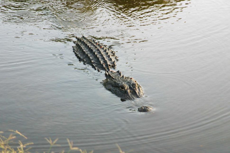 Free Image of alligator predator spine pond swamp animal hunt 