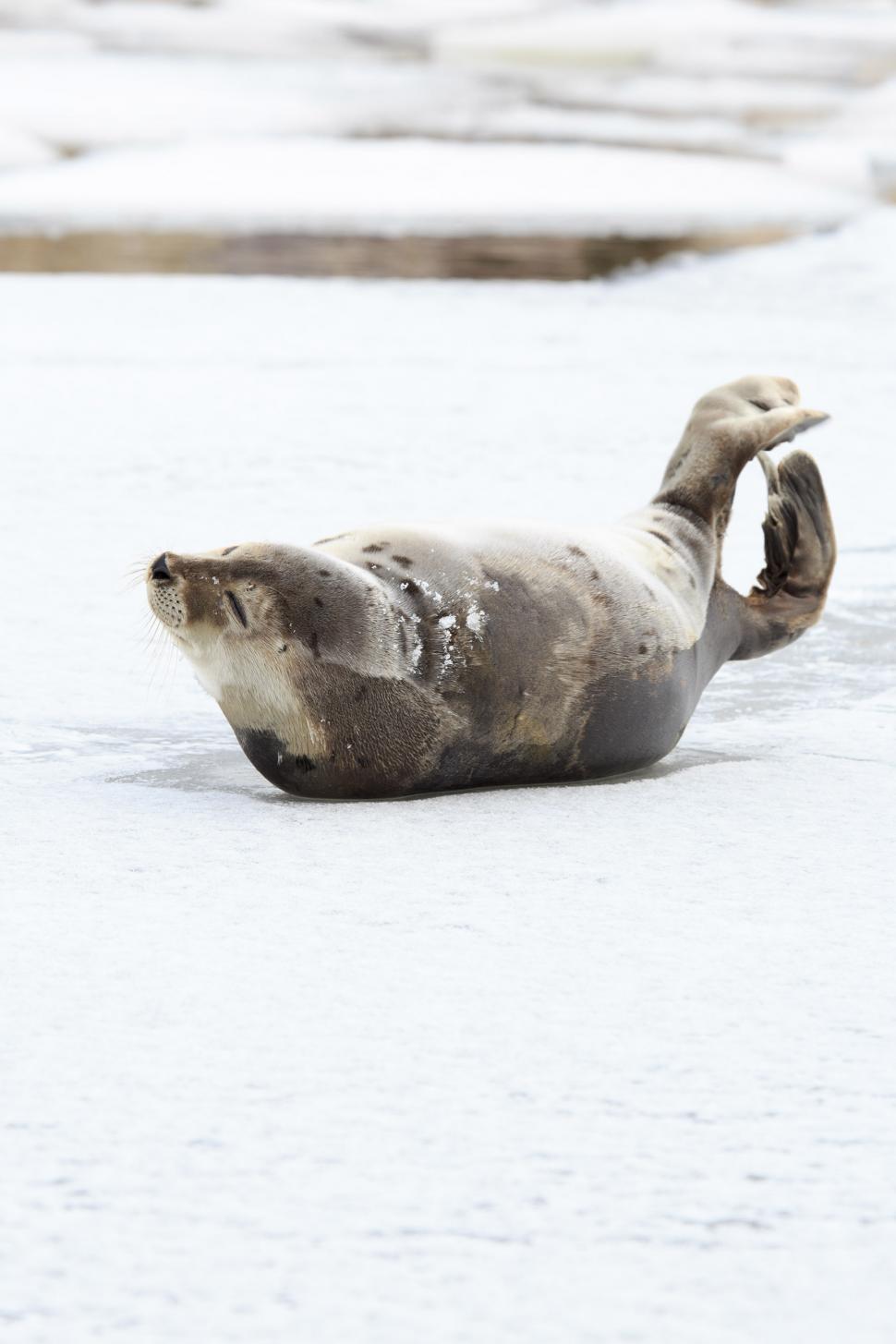 Free Image of Cute seal 