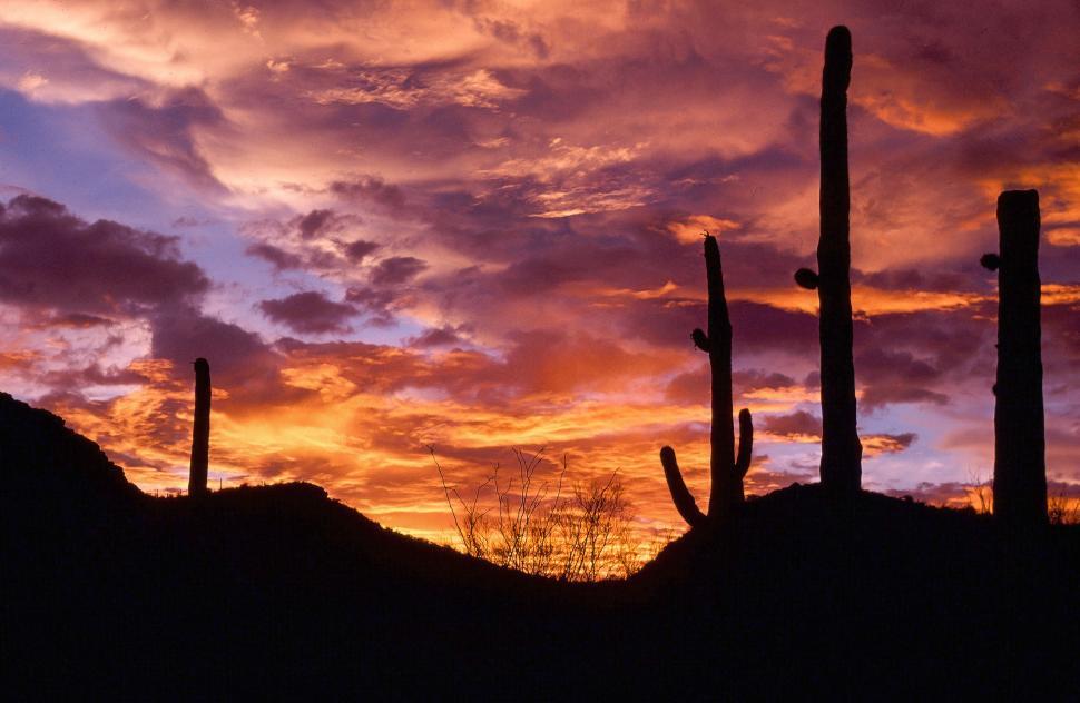 Free Image of Sunset with Saguaro Cactus 