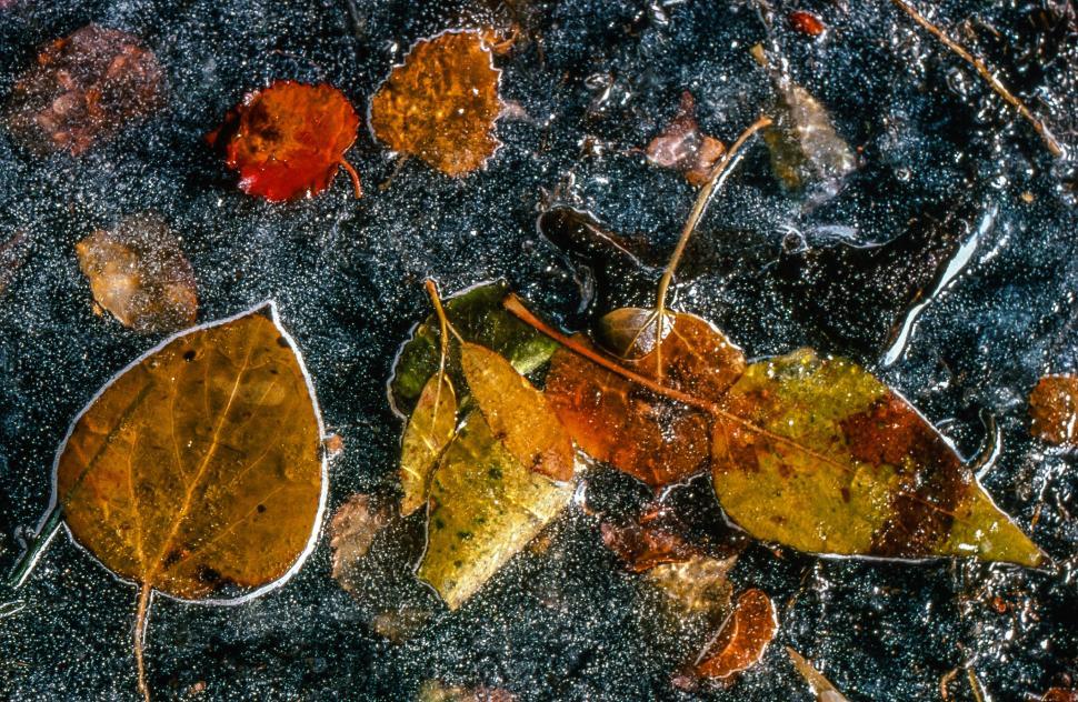 Free Image of Frozen leaves on the surface of lake 