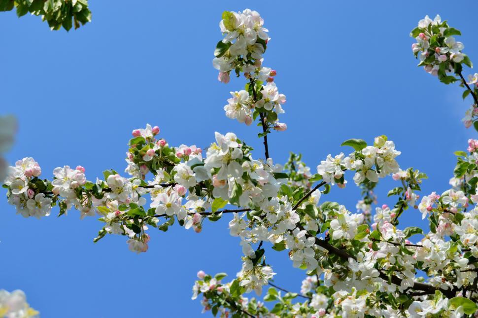 Free Image of A branch of apple blossoms with white flowers against a blue sky in early spring 