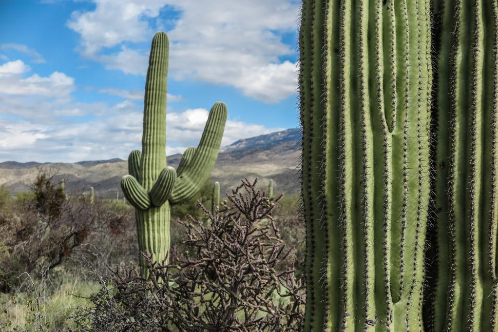 Free Image of Saguaro Cactus foreground 