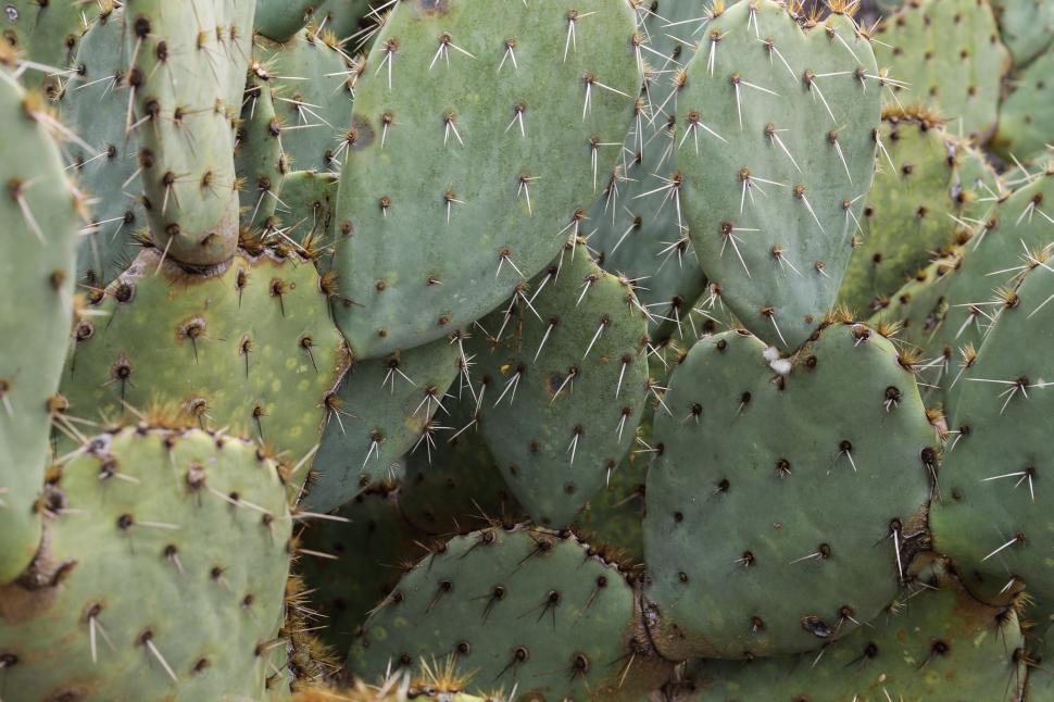 Free Image of Prickly pear cactus pads 