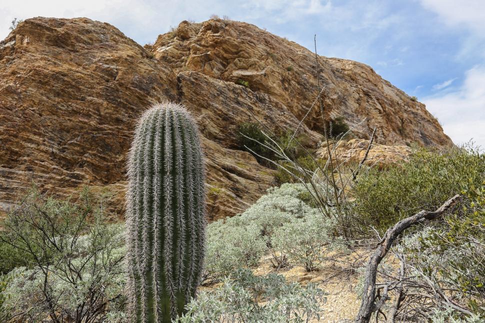 Free Image of Cactus and rocks 