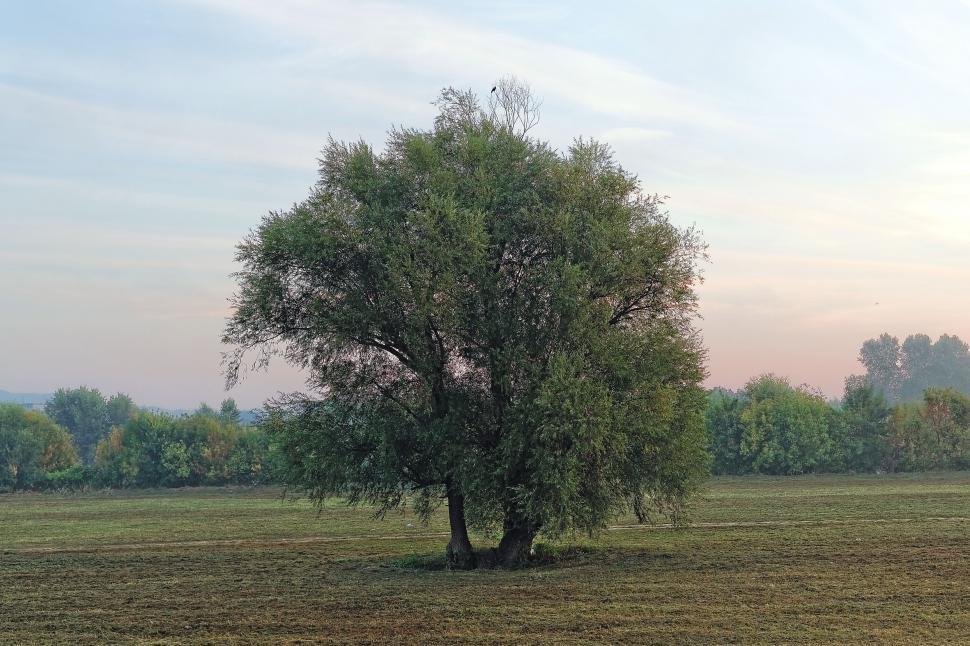 Free Image of Solitary tree  