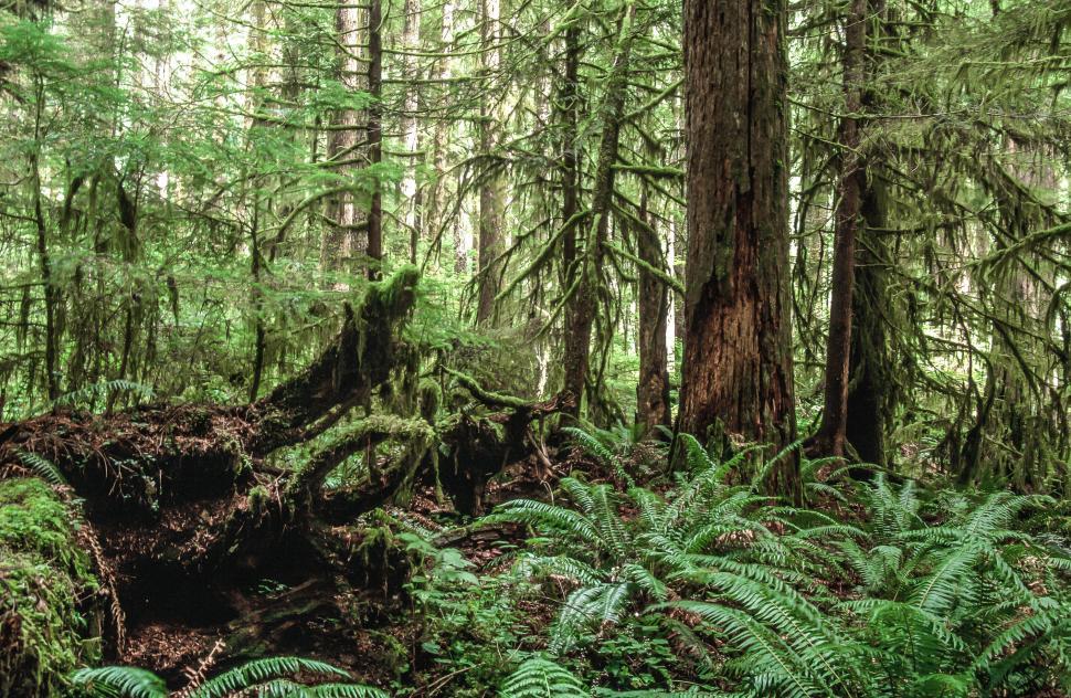 Free Image of Dense Forest Floor 