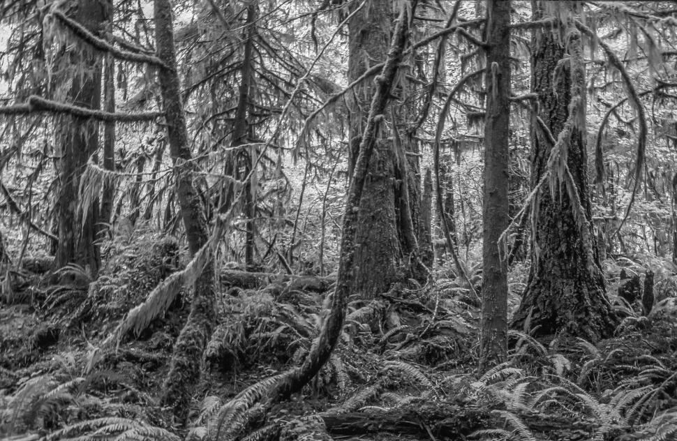 Free Image of Olympic National Forest 