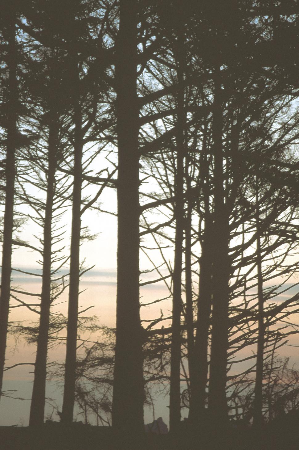 Free Image of Silhouette Trees background 