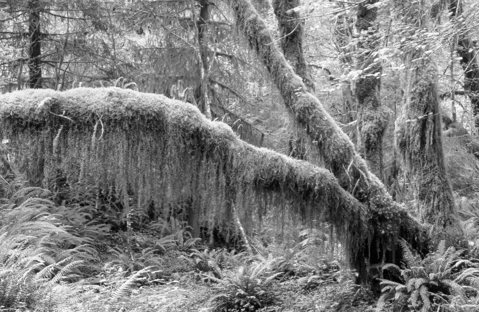 Free Image of Black and White of Moss and Fern covered forest 