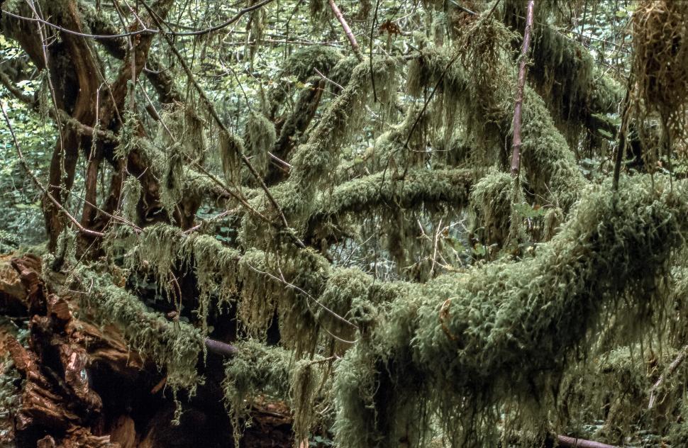 Free Image of Dense Moss and Fern covered tree 