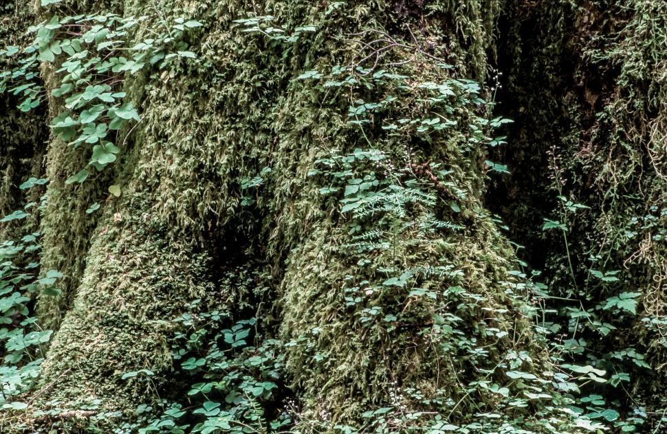 Free Image of Moss Covered Tree Trunk 
