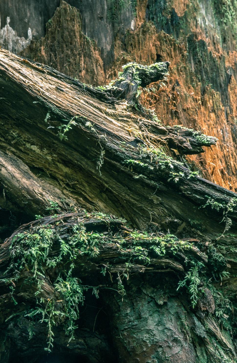 Free Image of Tree trunk open 