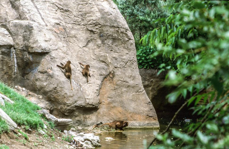 Free Image of Three Monkeys 