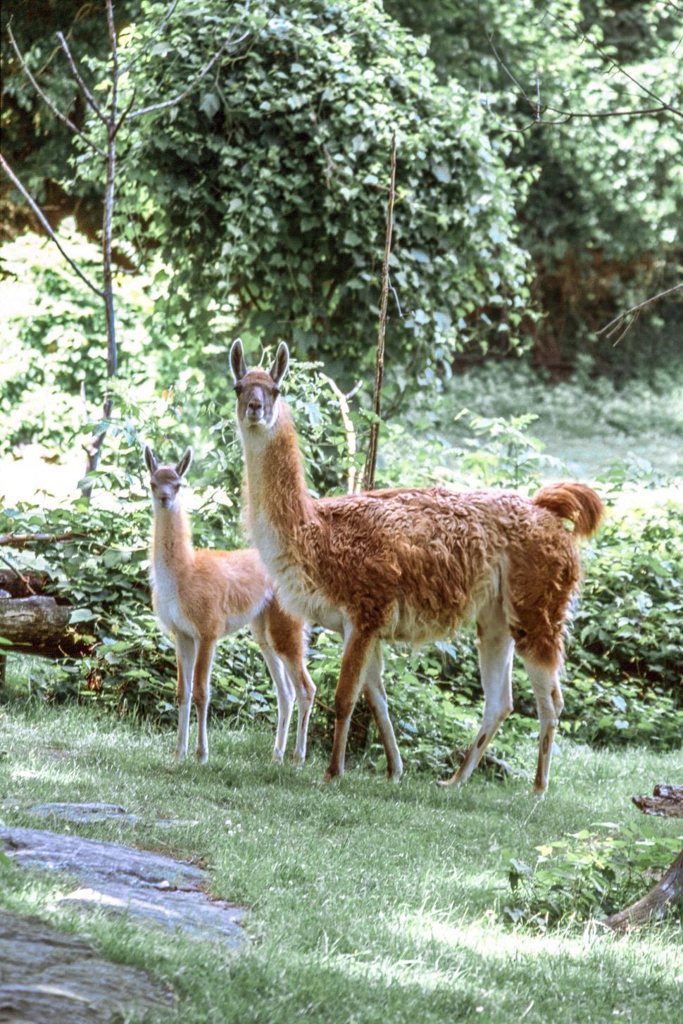 Free Image of Two Llamas 