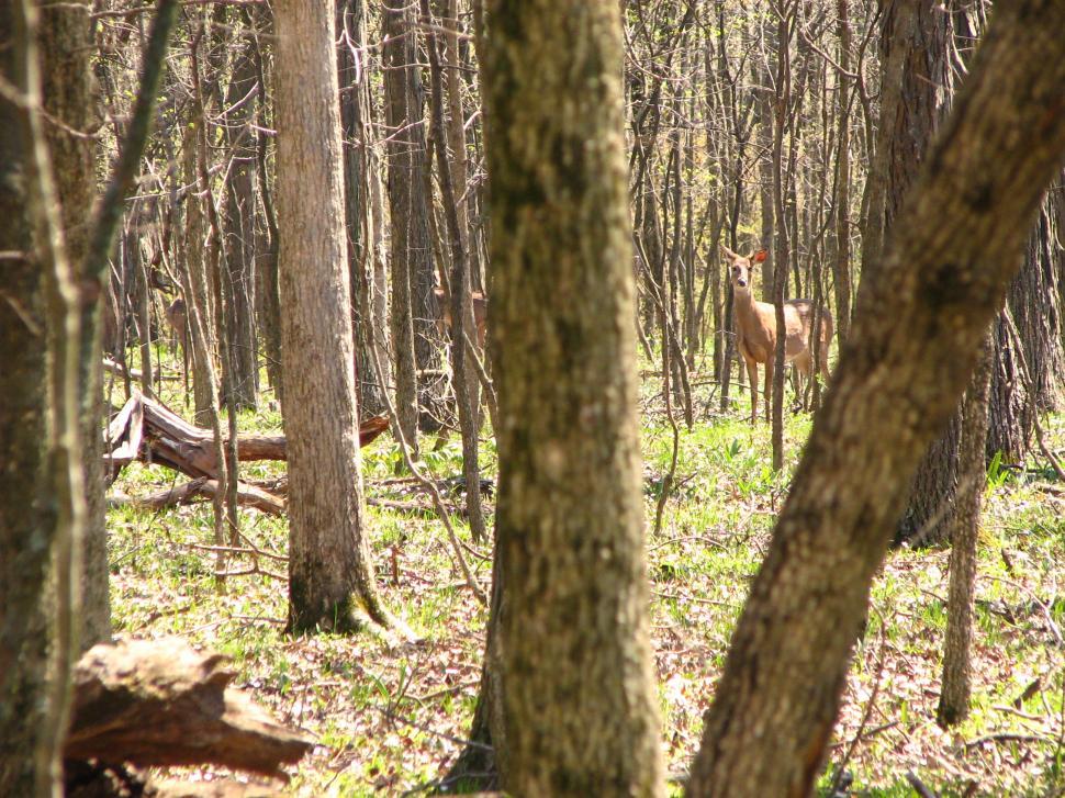 Free Image of Deer in Woods 