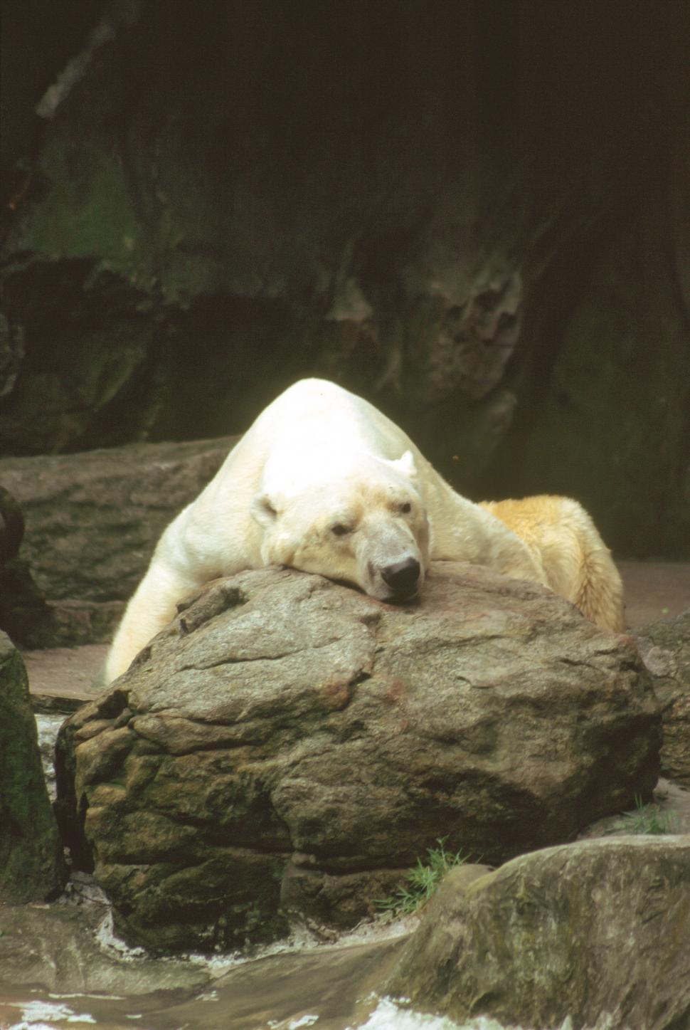 Free Image of Polar Bear on a rock 
