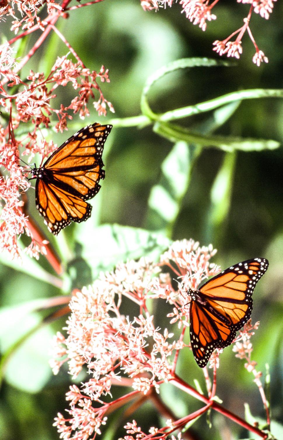 Free Image of Monarch Butterflies 