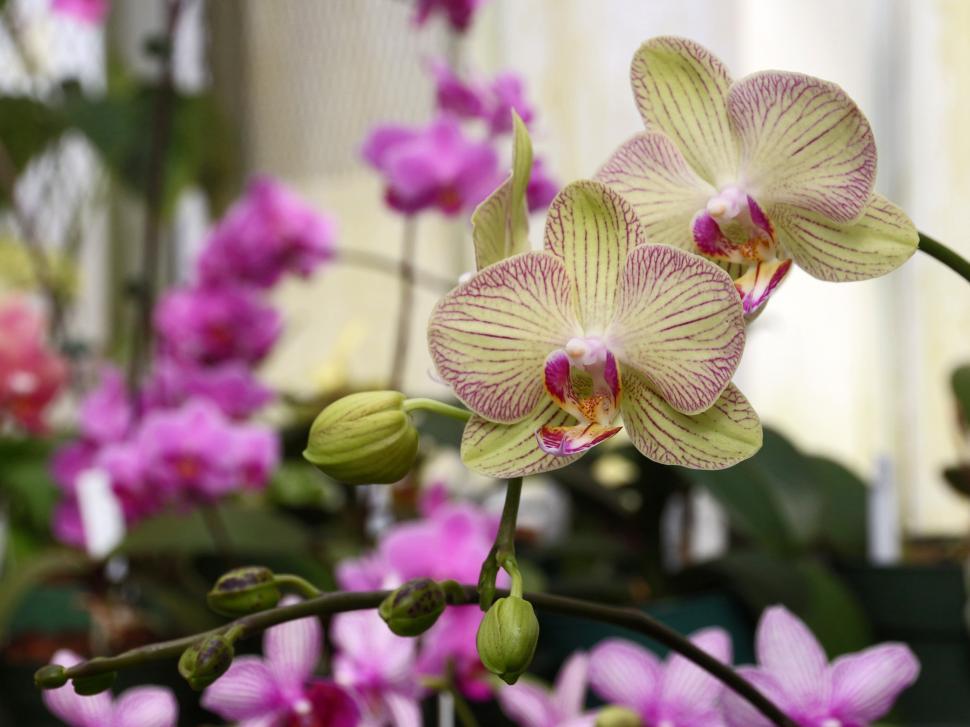 Free Image of Moth Orchid Yellow Pink Blooms 