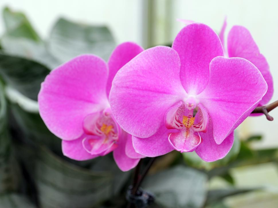 Free Image of Lovely Pink Moth Orchid Flowers 